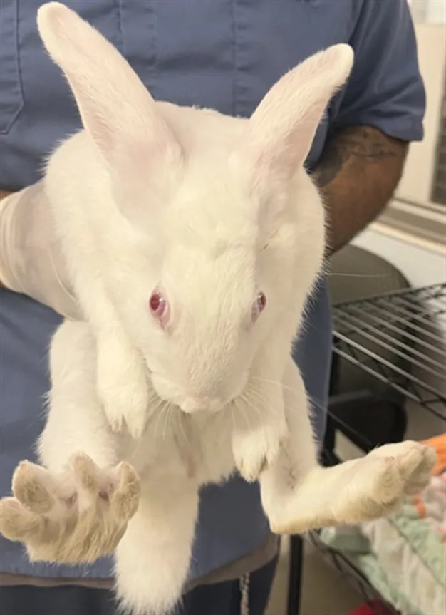 Snowball