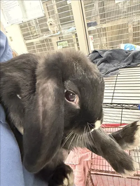 Oreo
