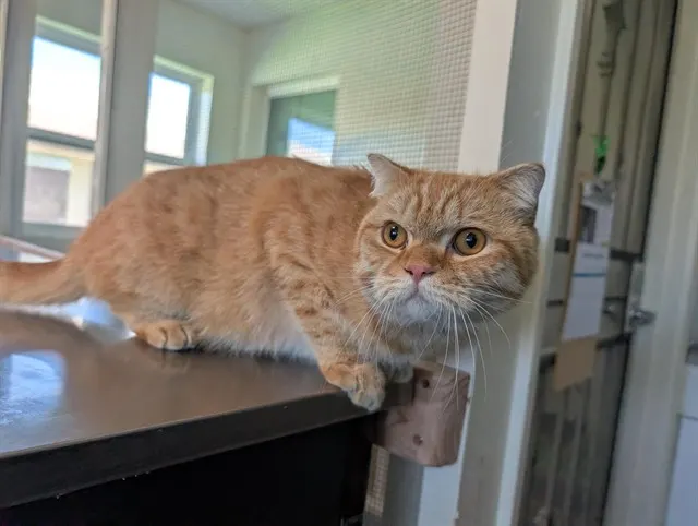 Adoptable Cat
