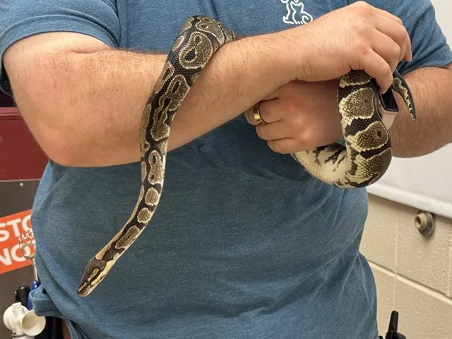 Snake