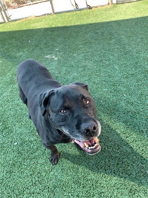 Adoptable Dog