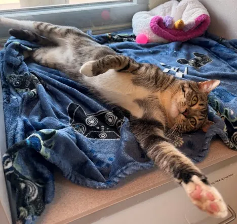 Felix