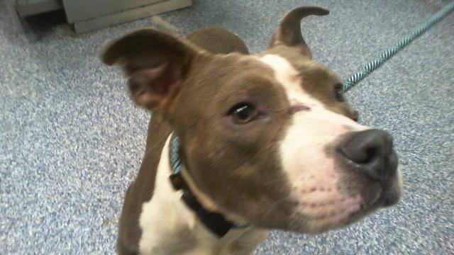 Adoptable Dog