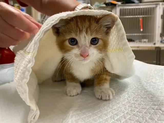 Mayor Marbles