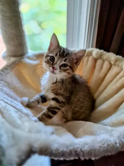 Penny