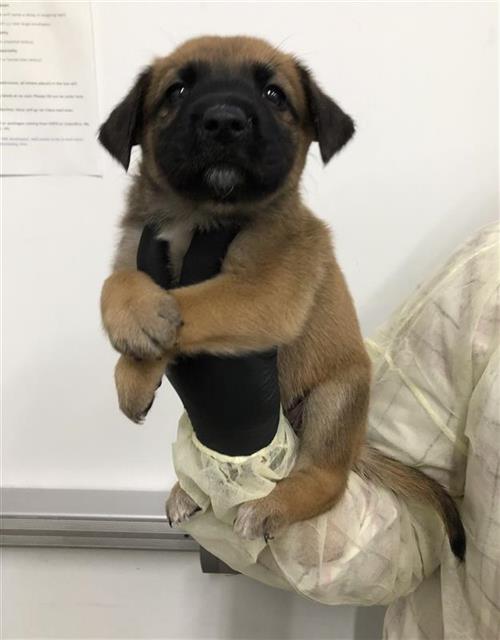 Adoptable Dog