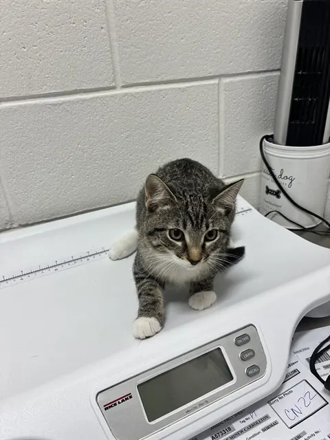 Matilda