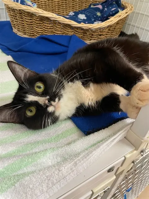 Oreo