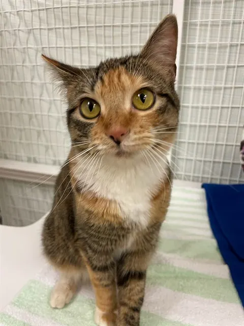 Cinnamon