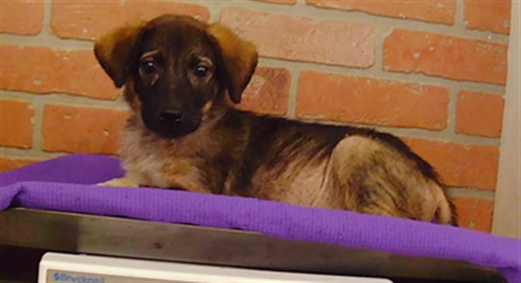 Adoptable Dog