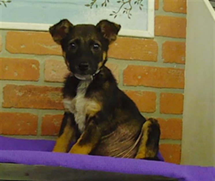 Adoptable Dog
