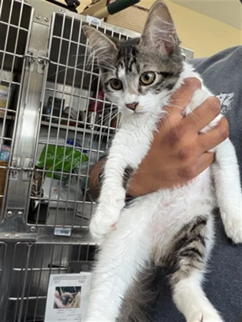 Adoptable Cat