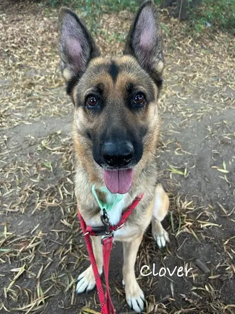 Clover