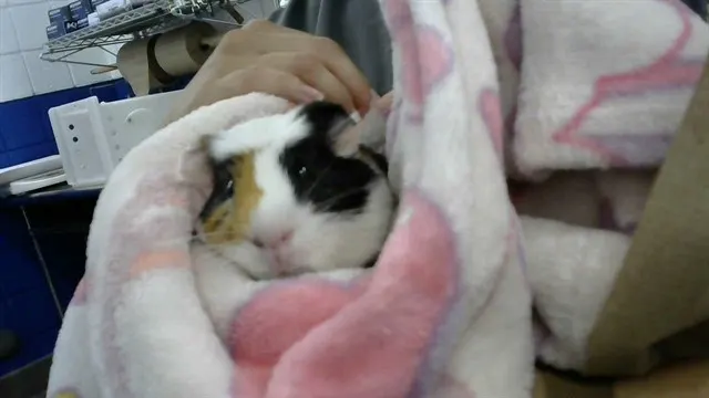 Chubbs