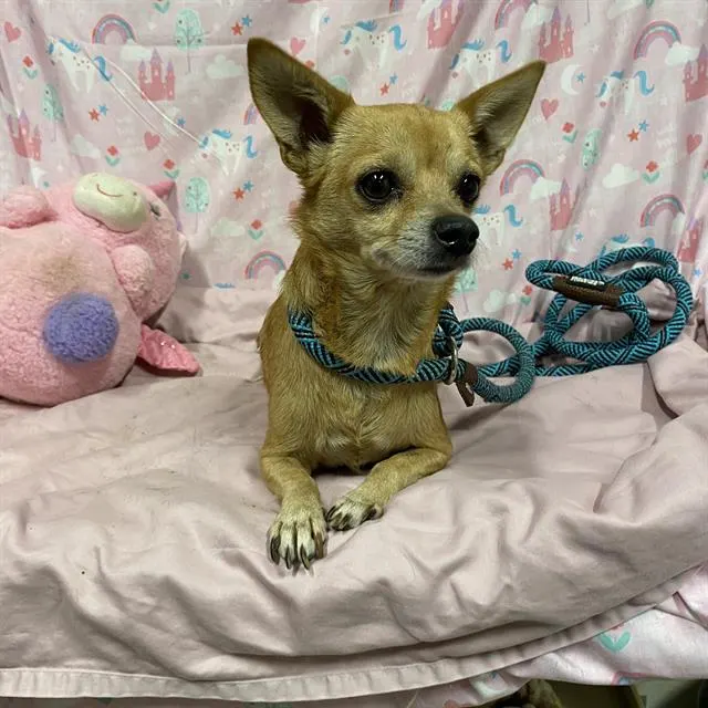 Adoptable Dog
