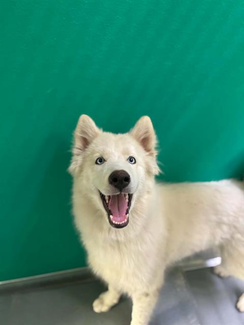 Adoptable Dog