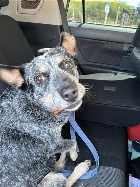 Penny