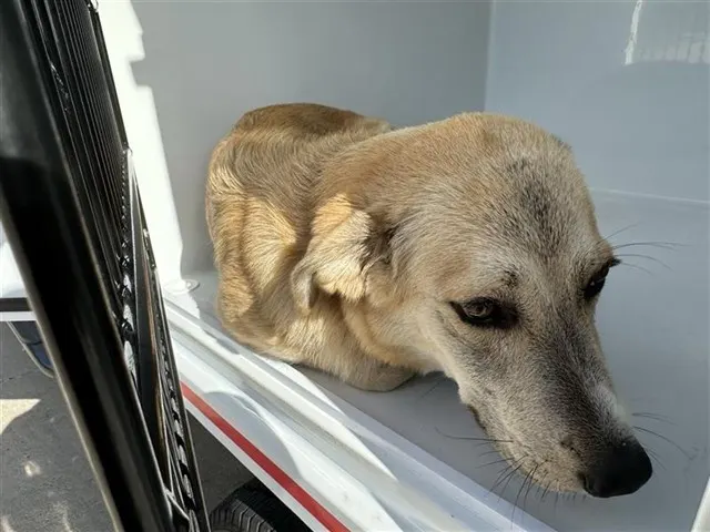 Adoptable Dog