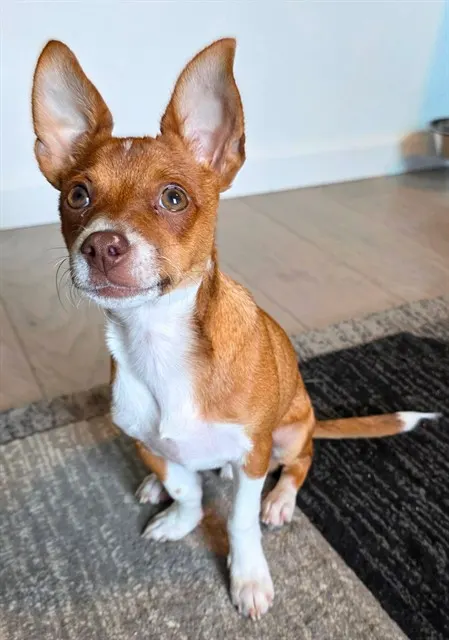 Adoptable Dog