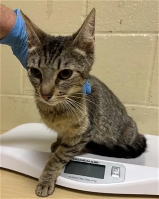 Adoptable Cat