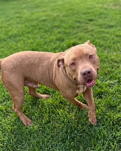 Goliath