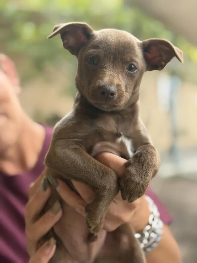 Peanut