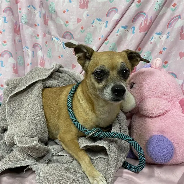 Adoptable Dog