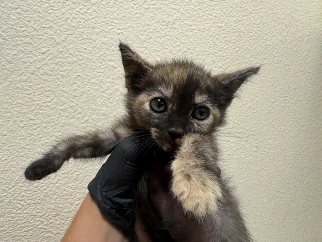 Penelope Pussycat