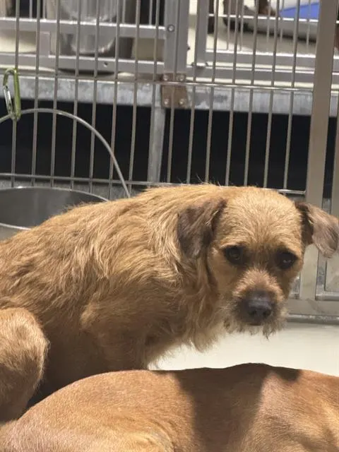 Chulo