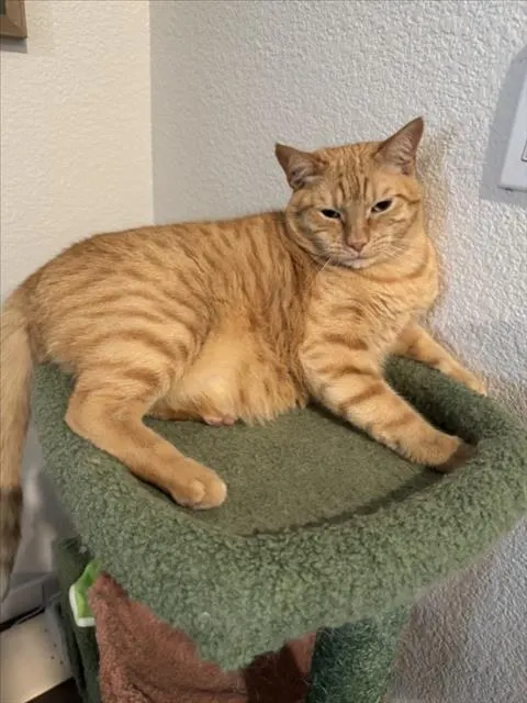 Leo