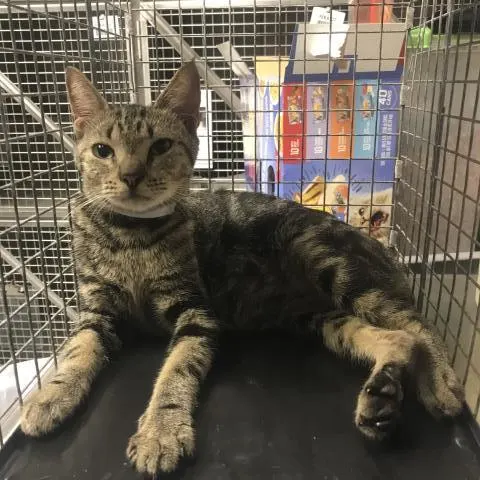 Adoptable Cat