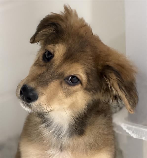 Bowie