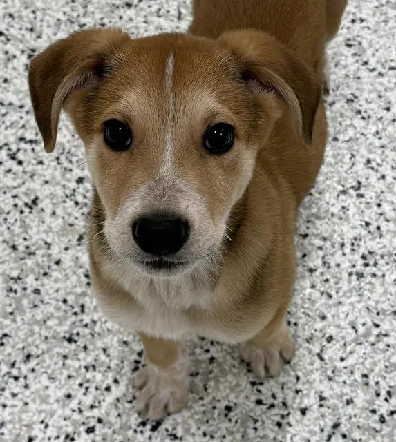 Lennon