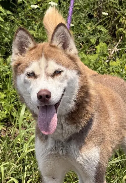 Nova