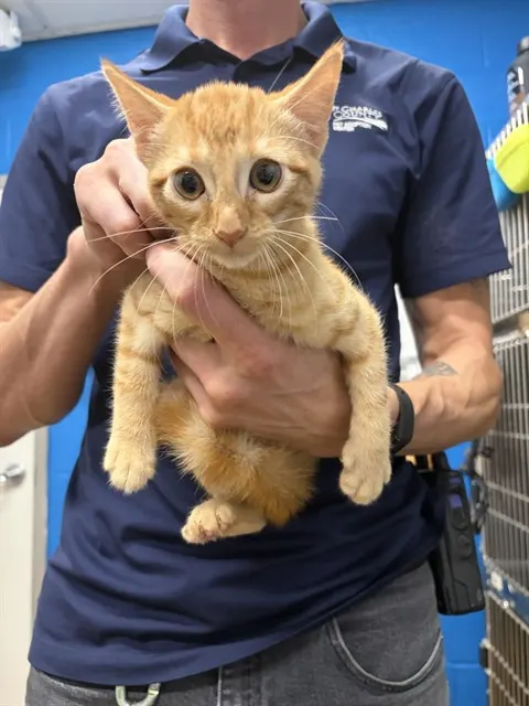 Adoptable Cat