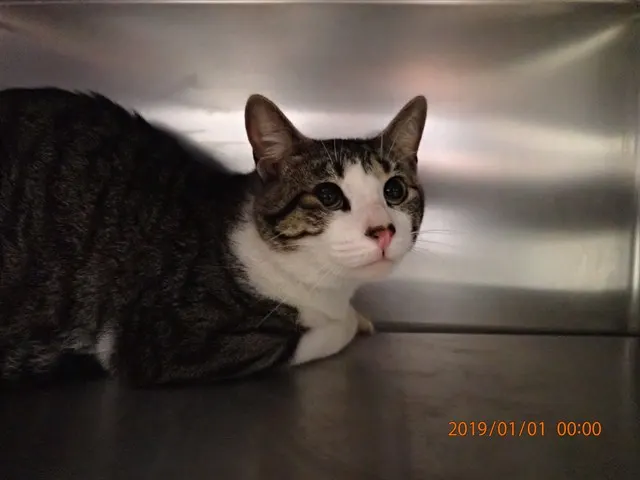 Adoptable Cat