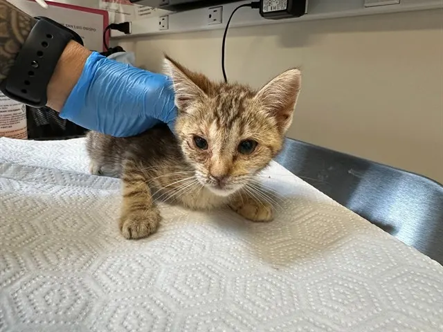 Adoptable Cat