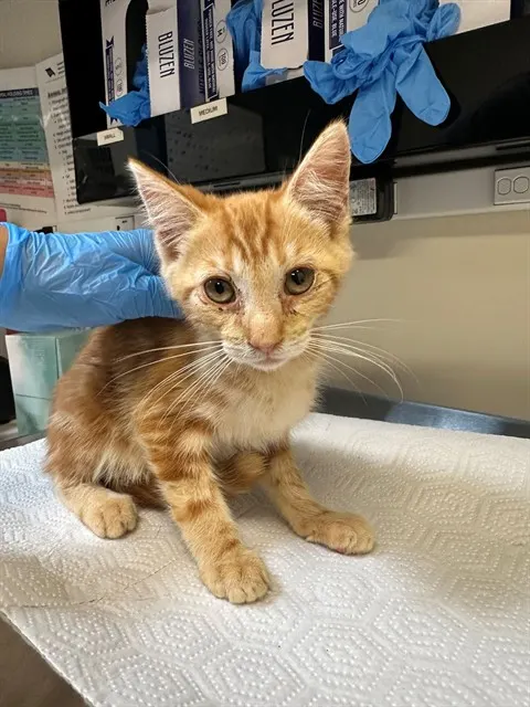 Adoptable Cat