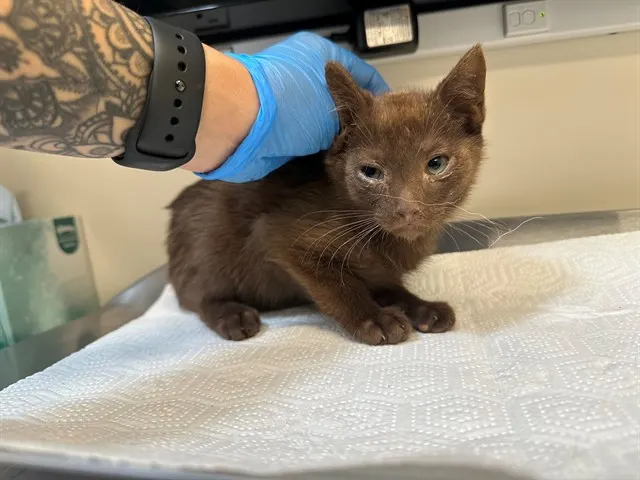 Adoptable Cat