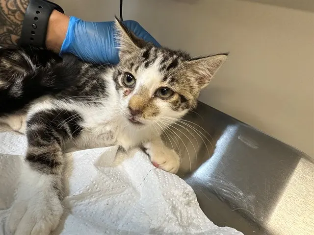 Adoptable Cat