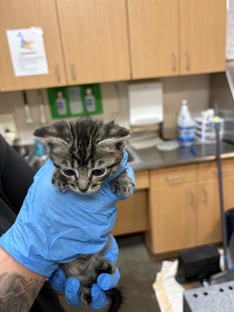 Tiggie