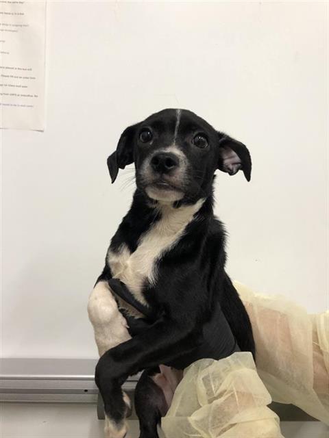 Adoptable Dog