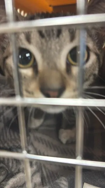 Adoptable Cat