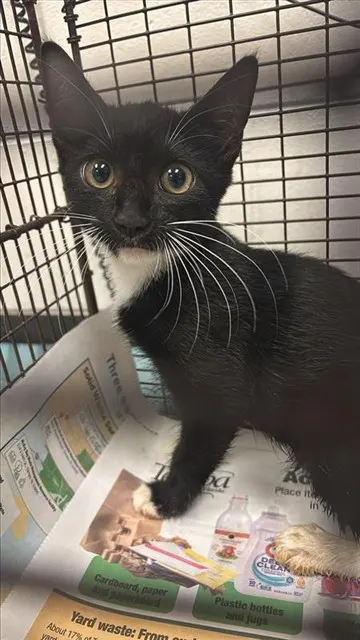 Adoptable Cat