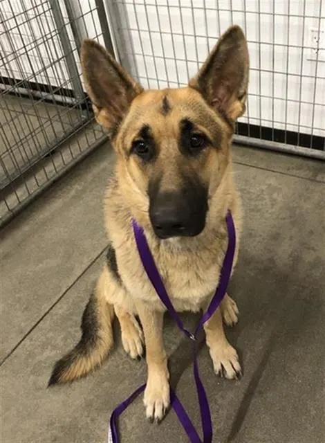 Adoptable Dog