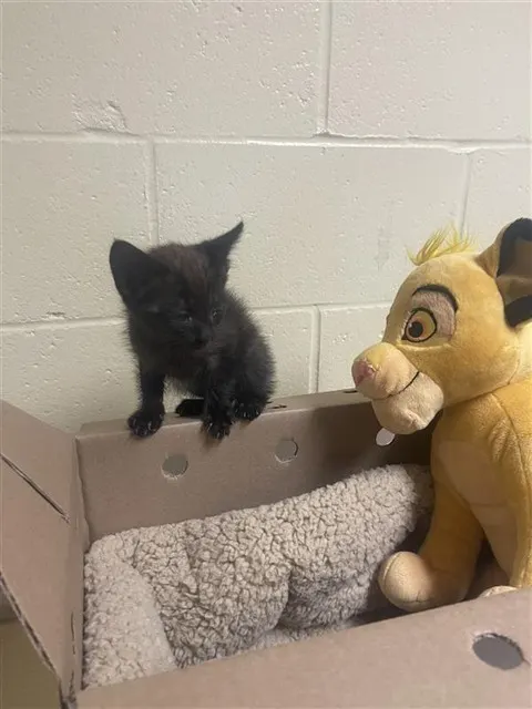 Odin