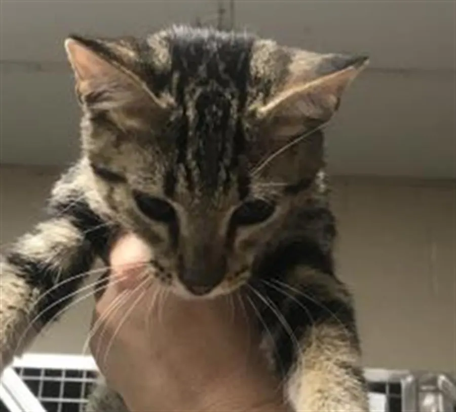 Adoptable Cat