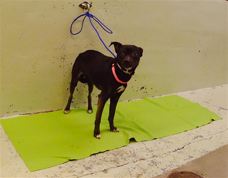 Adoptable Dog