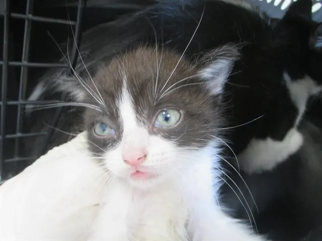 Adoptable Cat
