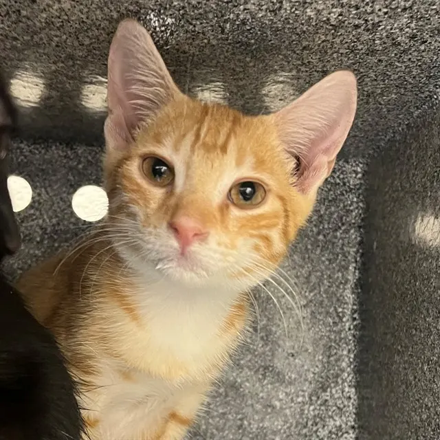 Adoptable Cat